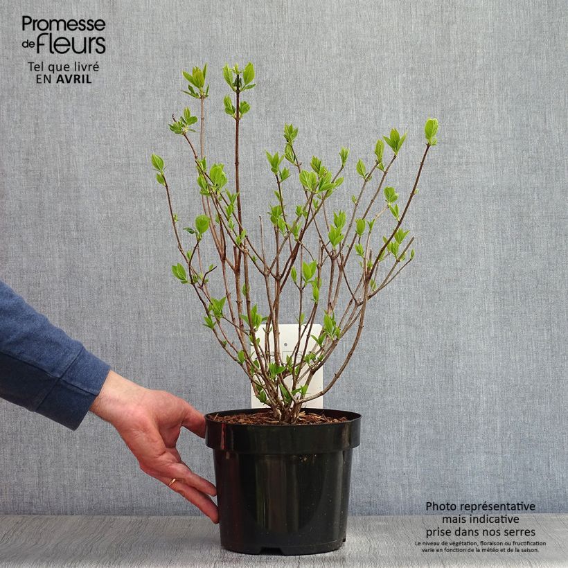 Spécimen de Hydrangea paniculata Limelight - Hortensia paniculé tel que livré au printemps