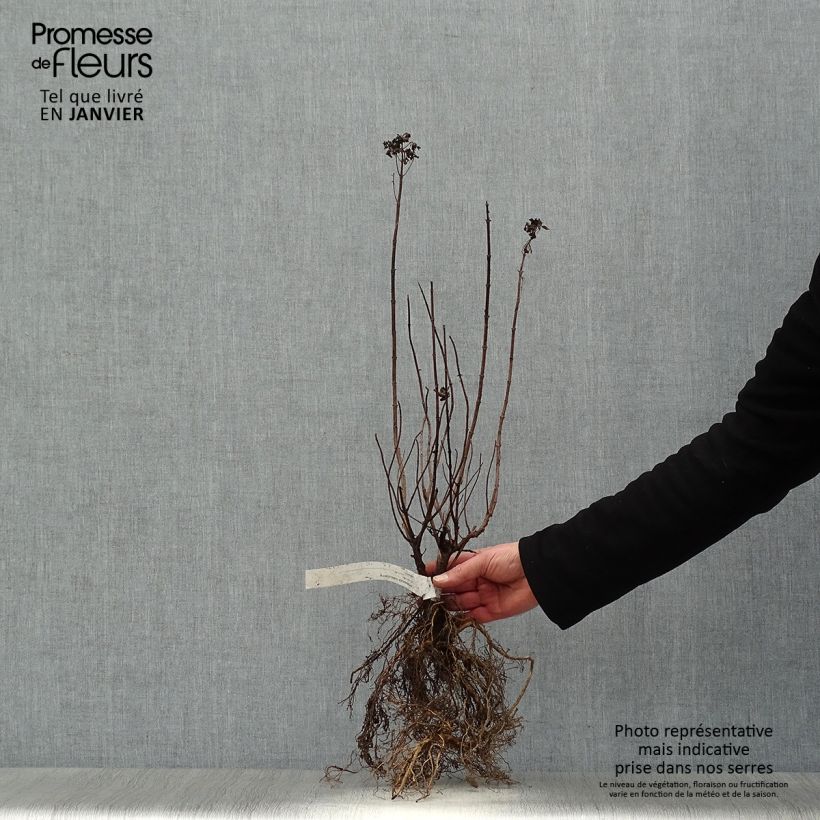 Spécimen de Hydrangea paniculata Limelight - Hortensia paniculé Petites Racines nues tel que livré en hiver