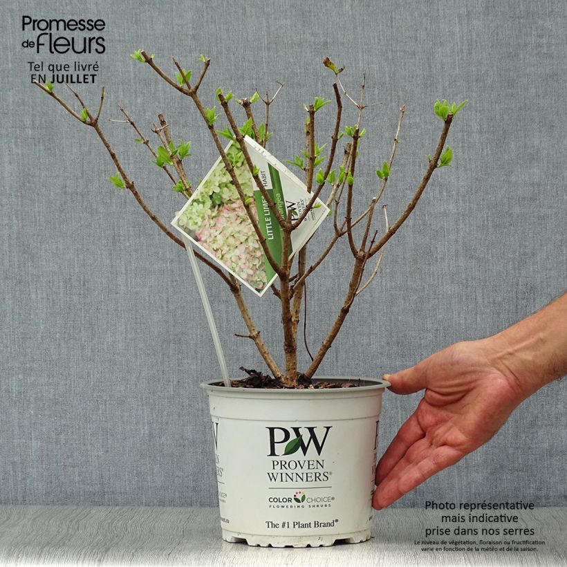 Spécimen de Hydrangea paniculata Little Lime - Hortensia paniculé Pot de 3L/4L tel que livré en été