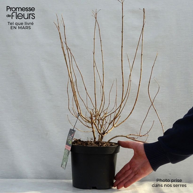 Spécimen de Hydrangea paniculata Little Lime - Hortensia paniculé Pot de 3L/4LHauteur livrée env. 30/40cm tel que livré au printemps