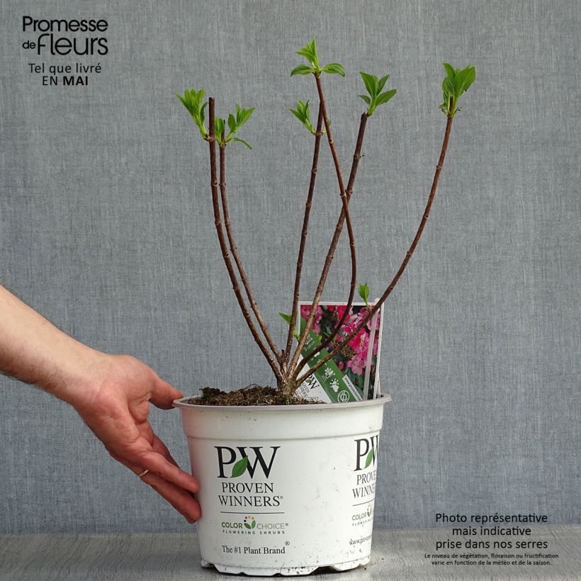 Spécimen de Hydrangea paniculata Little Quick Fire - Hortensia paniculé tel que livré au printemps