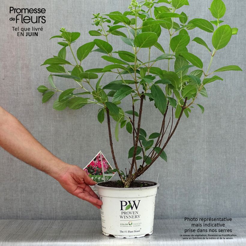 Spécimen de Hydrangea paniculata Little Quick Fire - Hortensia paniculé Pot de 3L/4L tel que livré en été