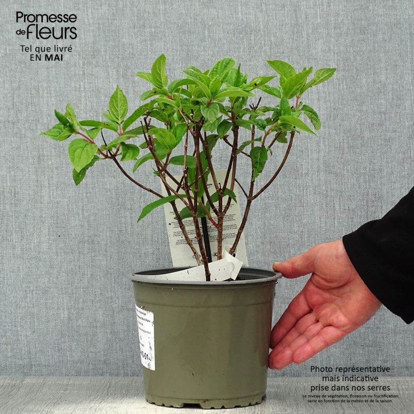 Spécimen de Hydrangea paniculata Magical Mont Blanc - Hortensia paniculé Pot de 3L/4LHauteur livrée env. 30/40cm tel que livré au printemps