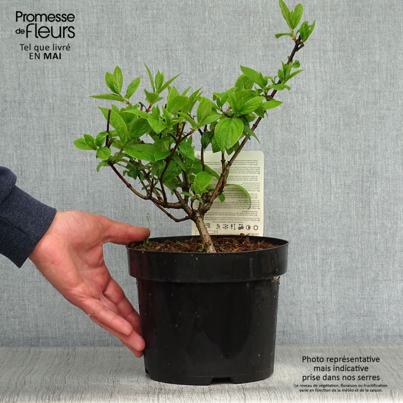 Spécimen de Hydrangea paniculata Mega Mindy - Hortensia paniculé tel que livré au printemps