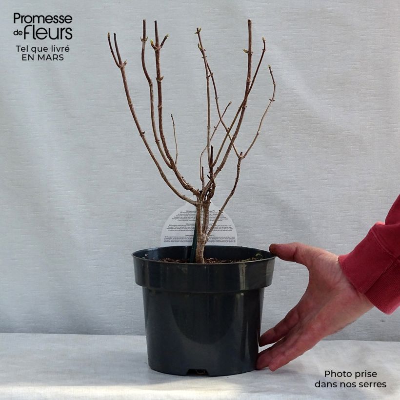 Spécimen de Hydrangea paniculata Pastelgreen - Hortensia paniculé tel que livré au printemps