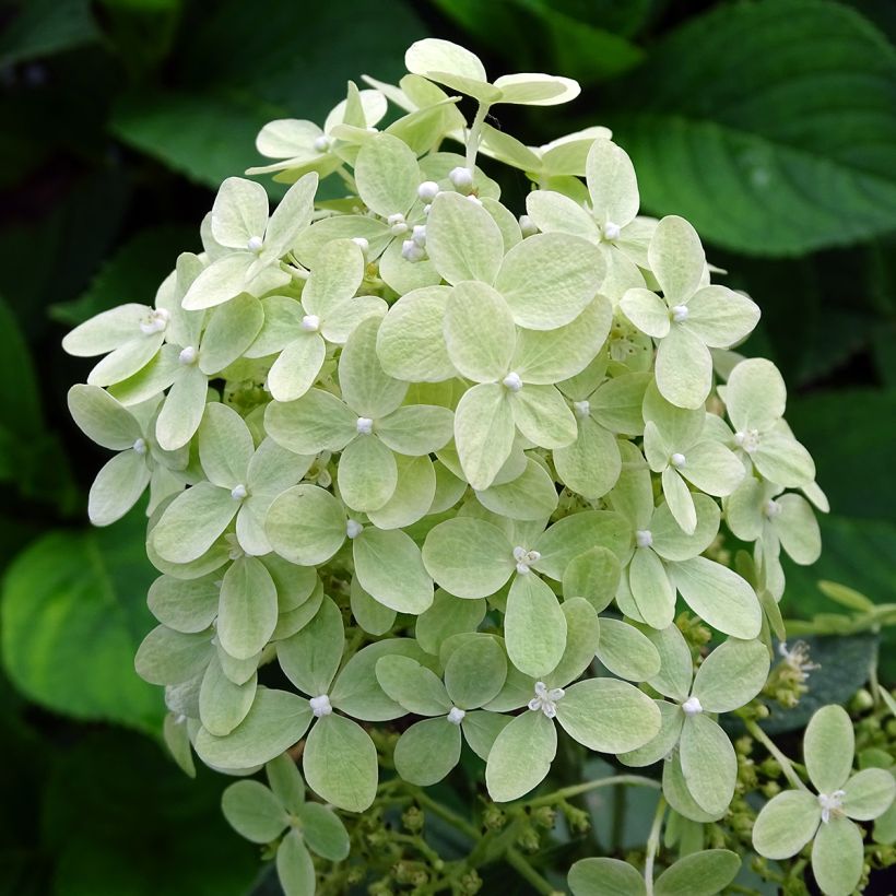 Hydrangea paniculata Pastelgreen - Hortensia paniculé (Floraison)