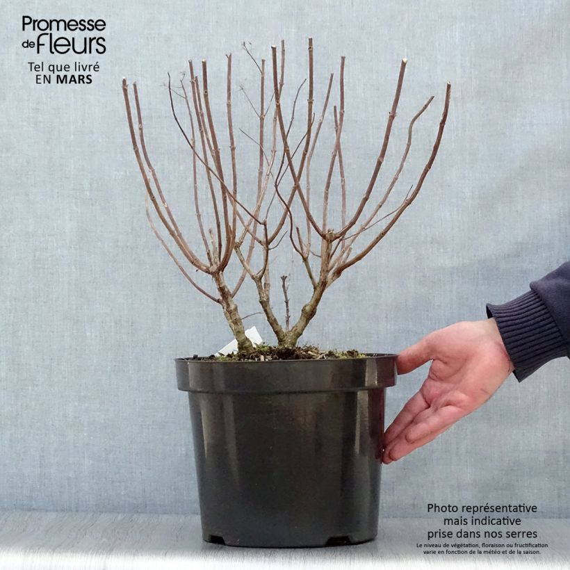Spécimen de Hydrangea paniculata Pastelgreen - Hortensia paniculé tel que livré au printemps
