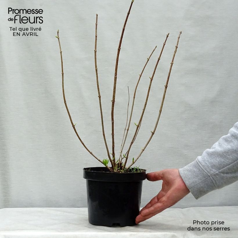 Spécimen de Hydrangea paniculata Phantom - Hortensia paniculé Pot de 2L/3LHauteur livrée env. 40/50cm tel que livré au printemps
