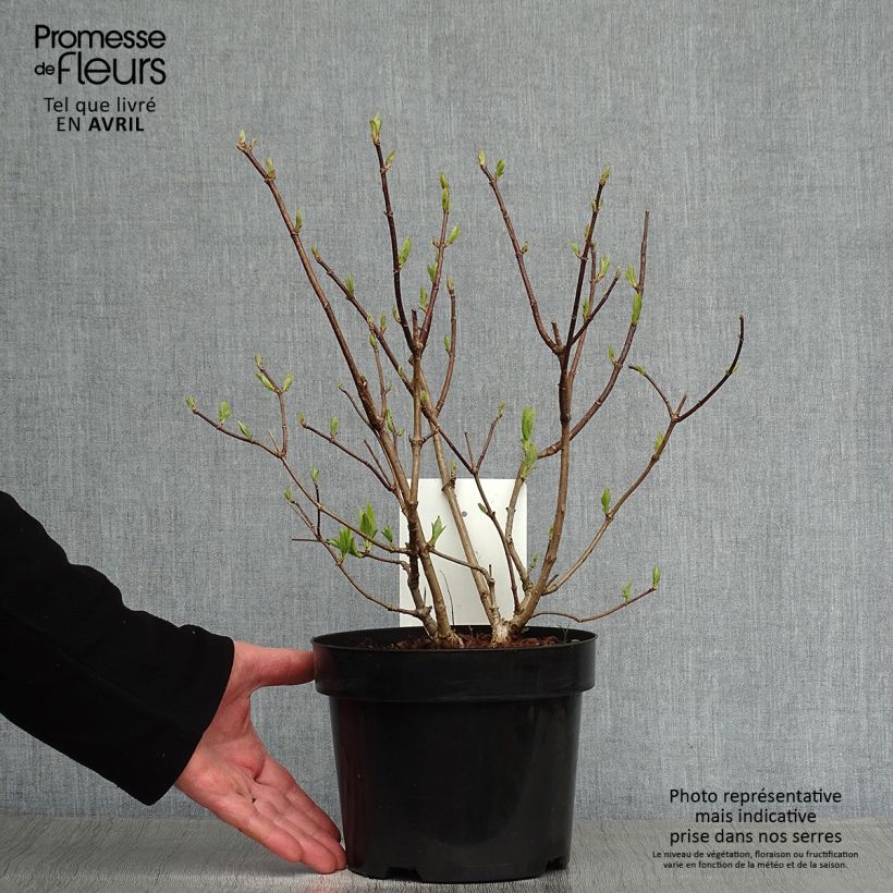 Spécimen de Hydrangea paniculata Phantom - Hortensia paniculé tel que livré au printemps