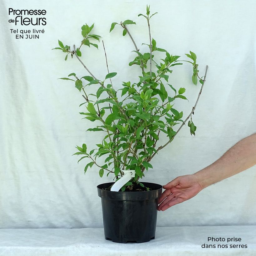 Spécimen de Hydrangea paniculata Phantom - Hortensia paniculé Pot de 7,5L/10L tel que livré en été