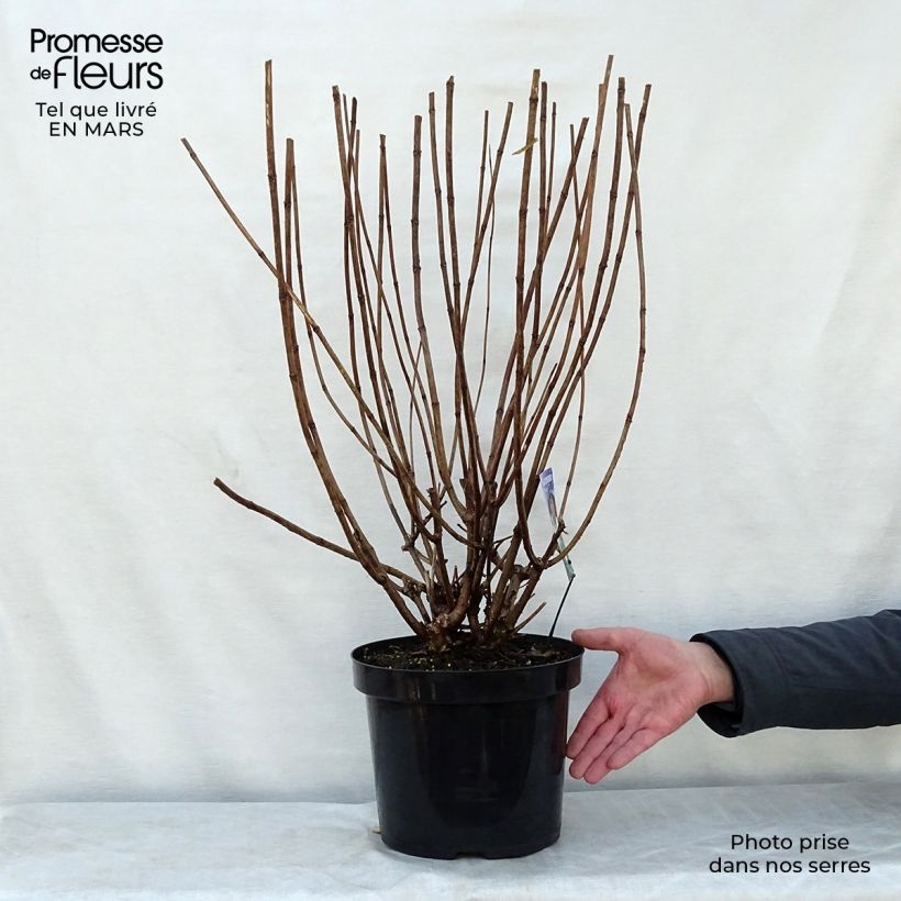 Spécimen de Hydrangea paniculata Phantom - Hortensia paniculé tel que livré au printemps