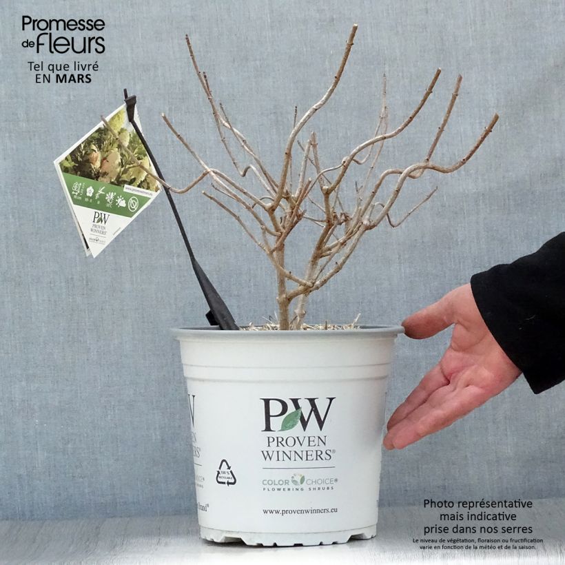 Spécimen de Hydrangea paniculata Pinkachu - Hortensia paniculé tel que livré au printemps