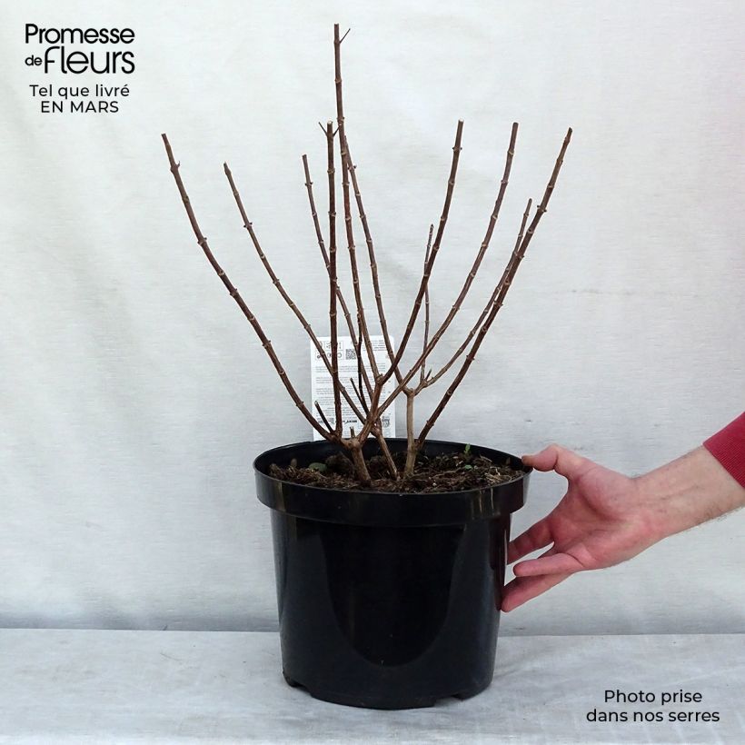 Spécimen de Hydrangea paniculata Pinky Winky - Hortensia paniculé Pot de 12L/15LHauteur livrée env. 50/60cm tel que livré au printemps