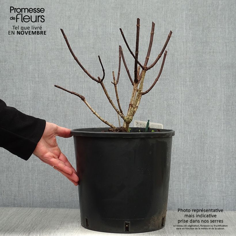 Spécimen de Hydrangea paniculata Pinky Winky - Hortensia paniculé Pot de 12L/15L tel que livré en automne