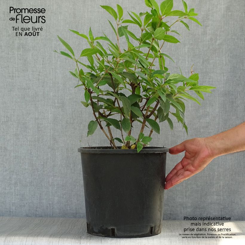 Spécimen de Hydrangea paniculata Pinky Winky - Hortensia paniculé Pot de 12L/15L tel que livré en été