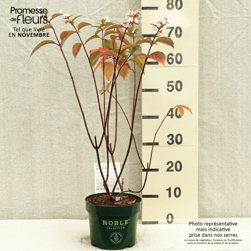 Spécimen de Hydrangea paniculata Pinky Winky - Hortensia paniculé Pot de 3L/4L tel que livré en automne