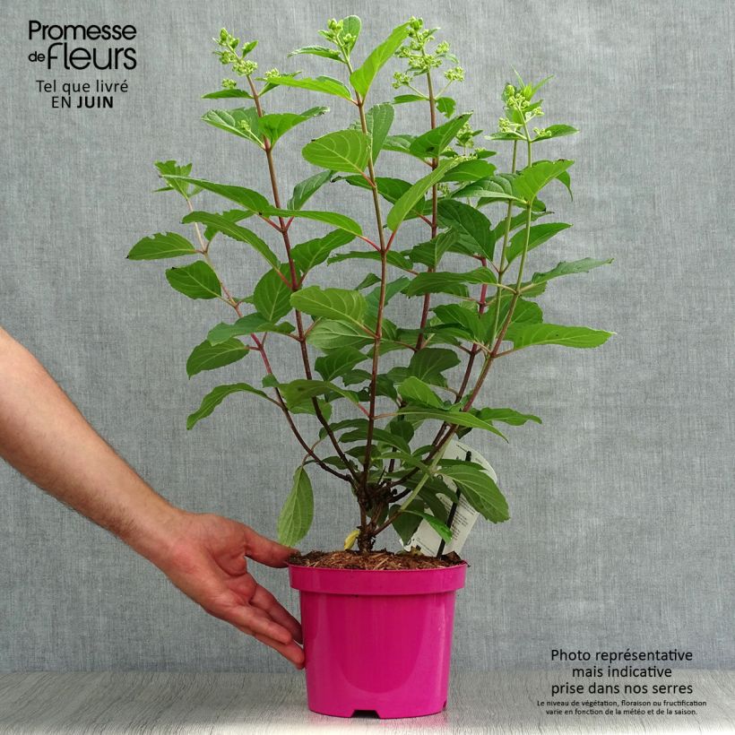 Spécimen de Hydrangea paniculata Pinky Winky - Hortensia paniculé Pot de 3L/4L tel que livré en été
