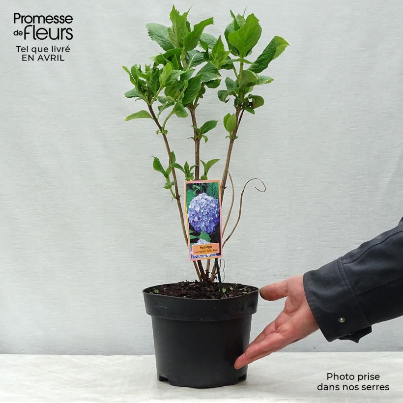 Spécimen de Hydrangea paniculata Pinky Winky - Hortensia paniculé tel que livré au printemps