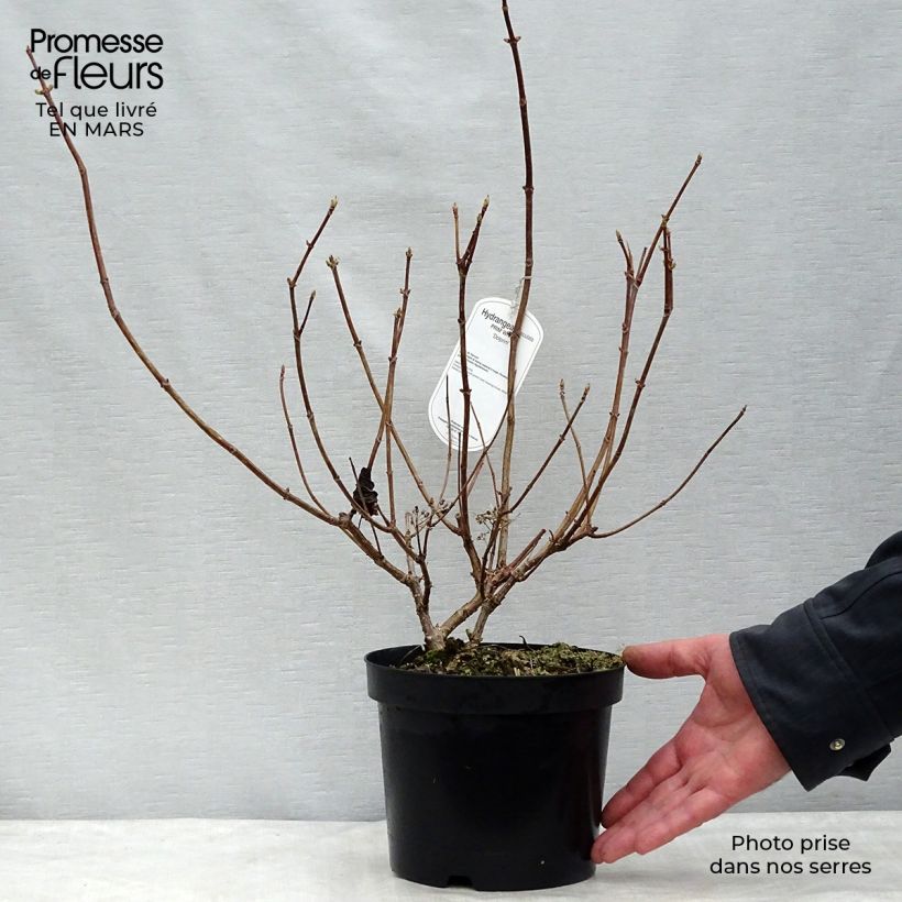 Spécimen de Hydrangea paniculata Prim White - Hortensia paniculé tel que livré au printemps