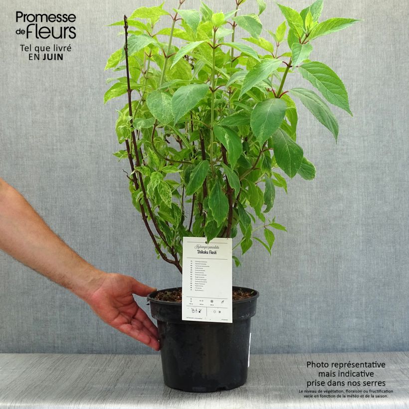 Spécimen de Hydrangea paniculata Shikoku Flash - Hortensia paniculé Pot de 4L/5L tel que livré en été