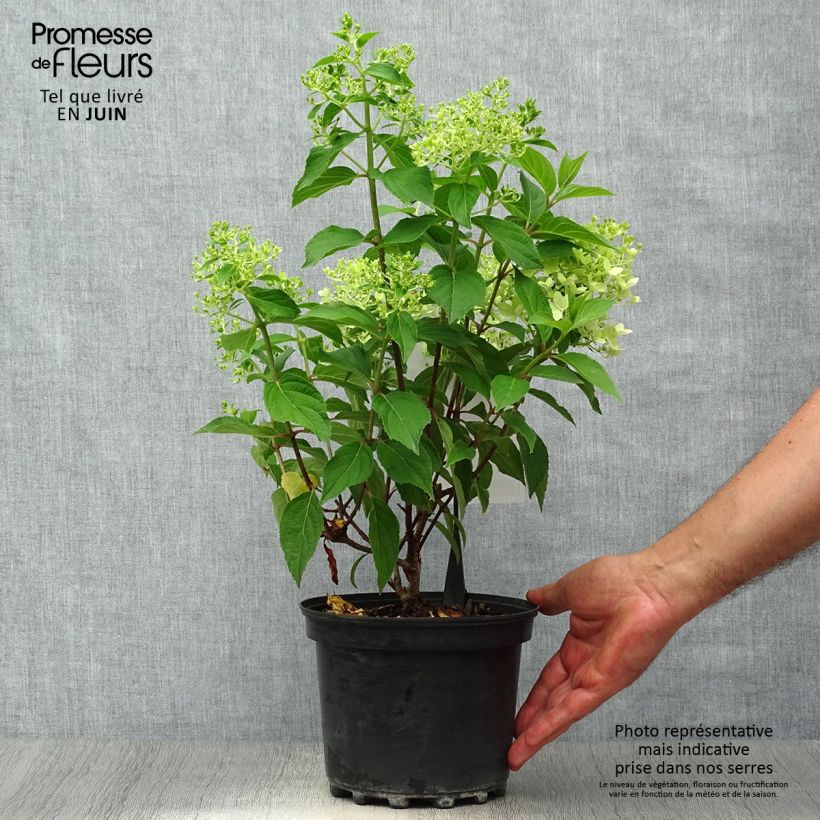 Spécimen de Hydrangea paniculata Silver Dollar - Hortensia paniculé Pot de 3L/4L tel que livré en été