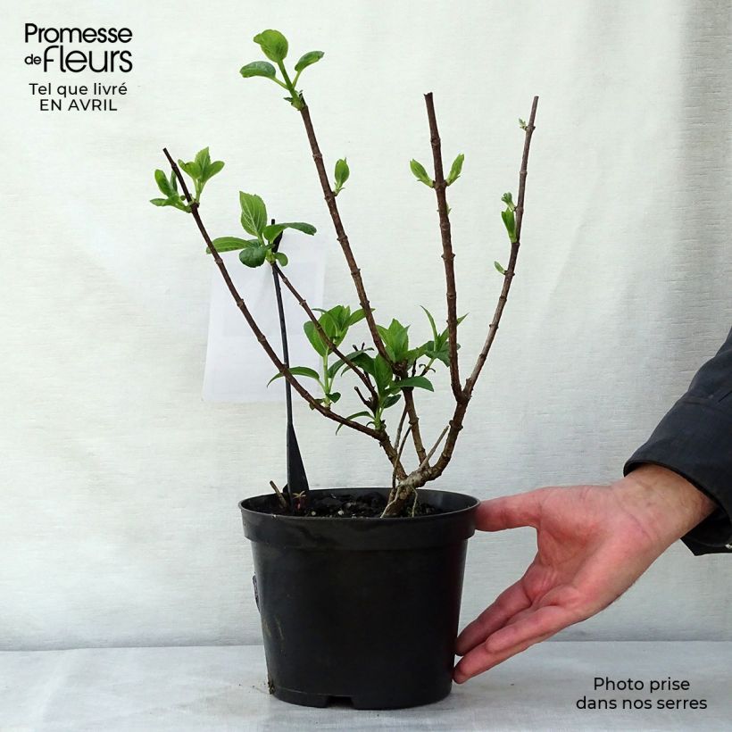 Spécimen de Hydrangea paniculata Silver Dollar - Hortensia paniculé tel que livré au printemps