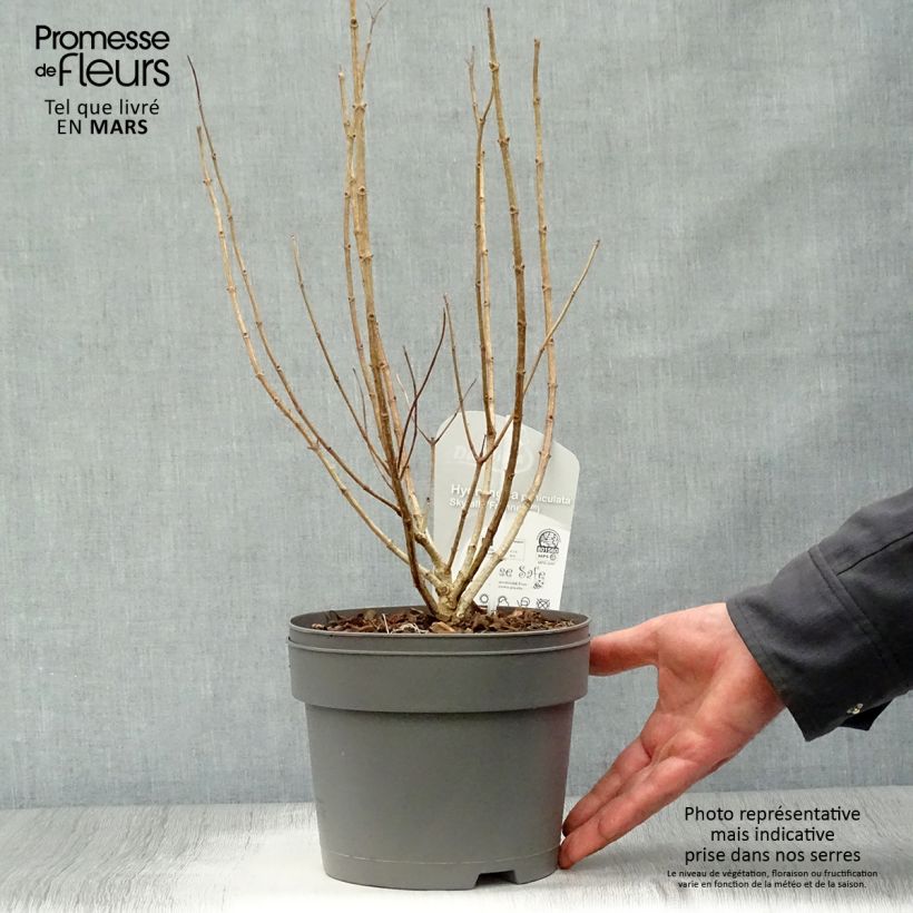 Spécimen de Hydrangea paniculata Skyfall - Hortensia paniculé tel que livré au printemps
