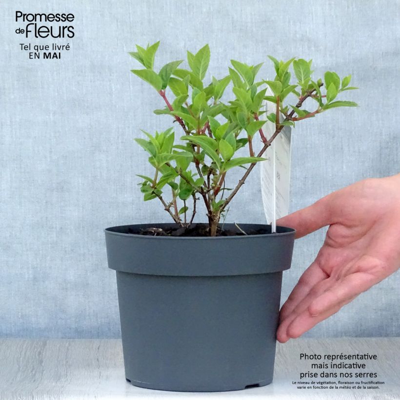 Spécimen de Hydrangea paniculata Sundae Fraise - Hortensia paniculé rose Pot de 3L/4LHauteur livrée env. 20/30cm tel que livré au printemps