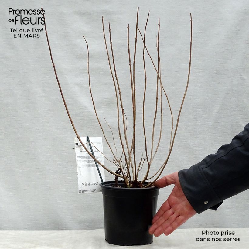 Spécimen de Hydrangea paniculata Unique - Hortensia paniculé Pot de 2L/3LHauteur livrée env. 20/30cm tel que livré au printemps