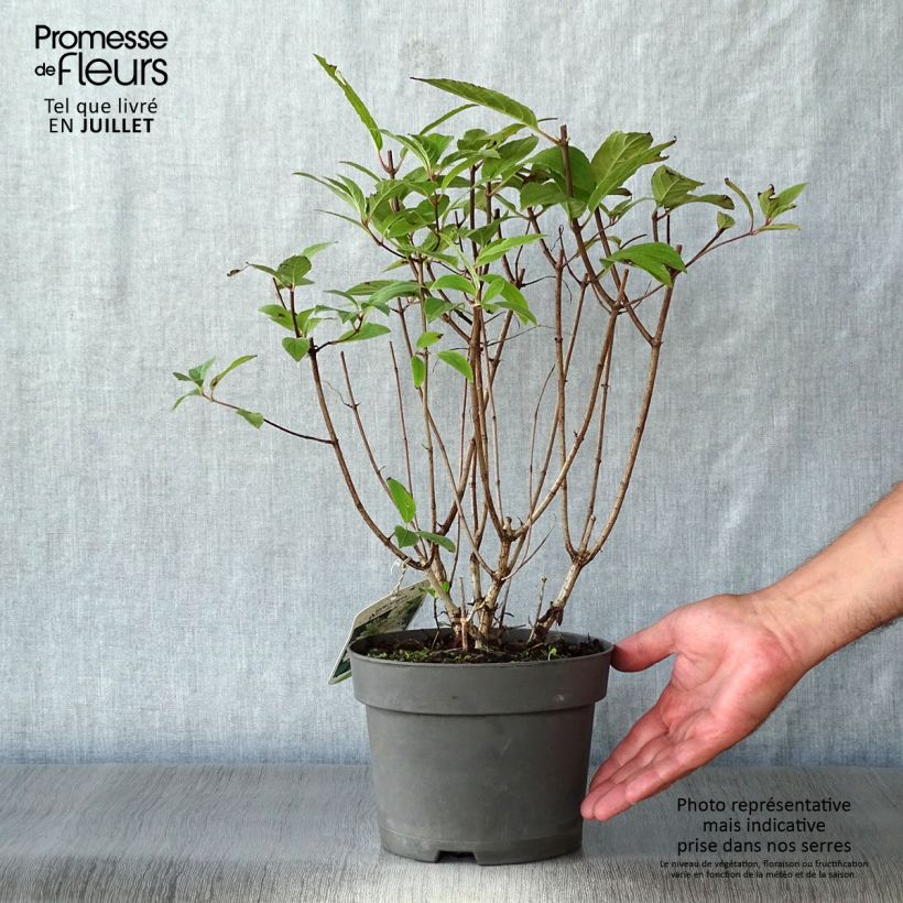 Spécimen de Hydrangea paniculata Unique - Hortensia paniculé Pot de 2L/3L tel que livré en été