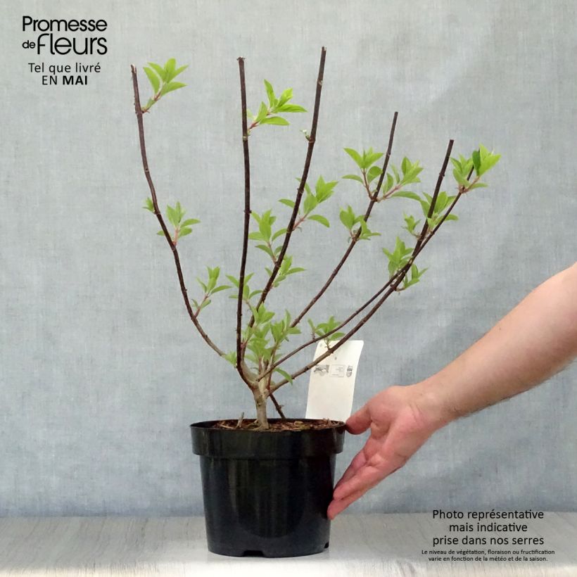 Spécimen de Hydrangea paniculata Vanille Fraise - Hortensia paniculé tel que livré au printemps