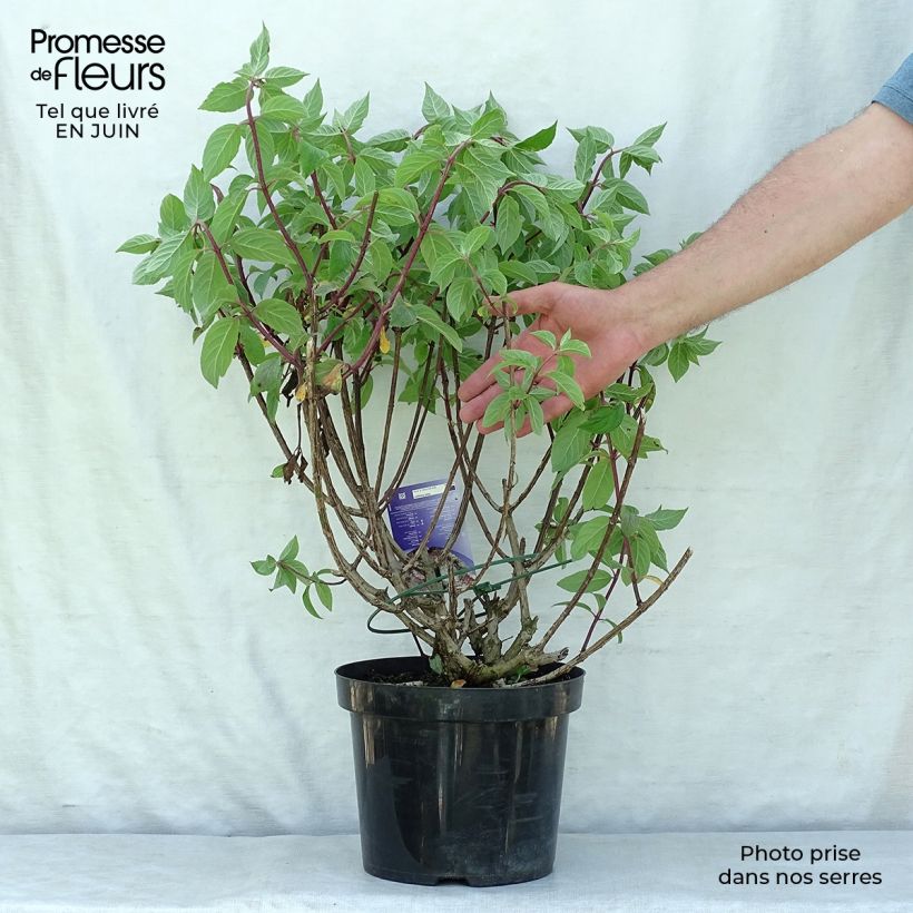 Spécimen de Hydrangea paniculata Vanille Fraise - Hortensia paniculé Pot de 7,5L/10L tel que livré en été