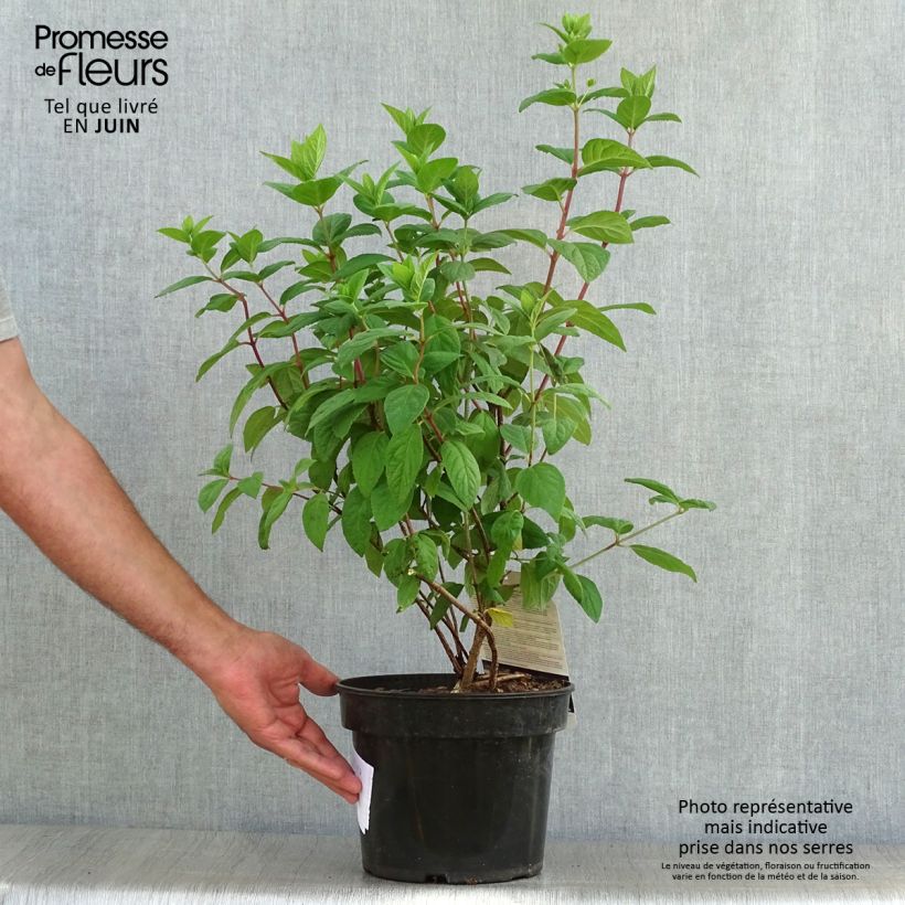 Spécimen de Hydrangea paniculata White Diamond - Hortensia paniculé Pot de 3L/4L tel que livré en été