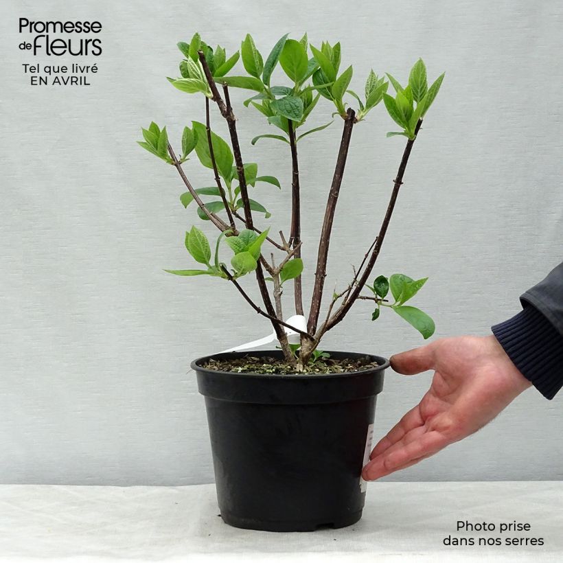 Spécimen de Hydrangea paniculata Wim's Red - Hortensia paniculé Pot de 3L/4LHauteur livrée env. 30/40cm tel que livré au printemps