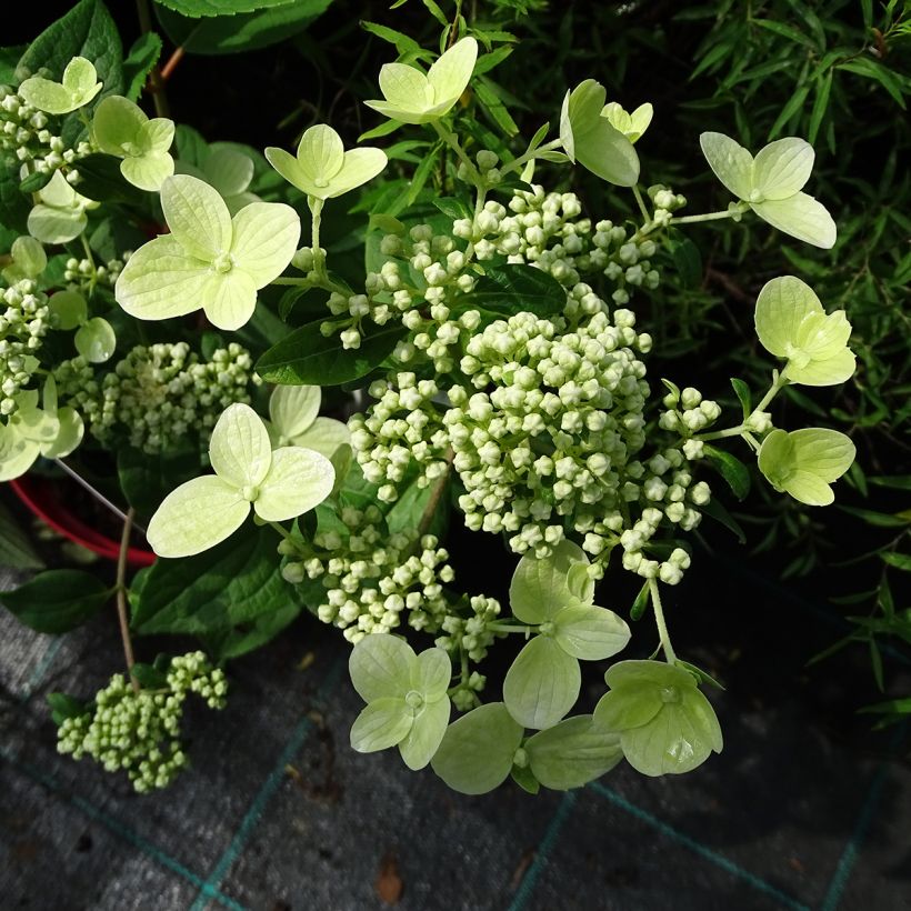 Hydrangea paniculata Wim's Red - Hortensia paniculé (Floraison)