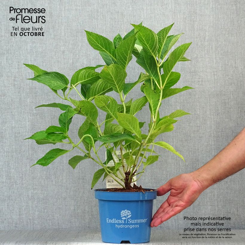 Spécimen de Hydrangea paniculata Wim's Red - Hortensia paniculé Pot de 3L/4L tel que livré en automne