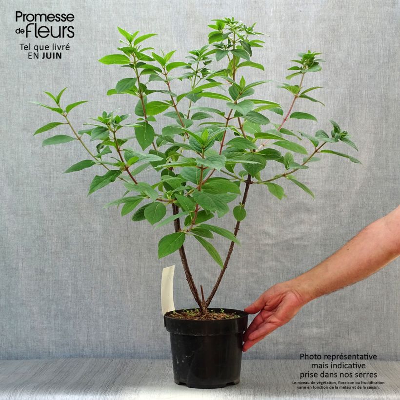 Spécimen de Hydrangea paniculata Wim's Red - Hortensia paniculé Pot de 3L/4L tel que livré en été