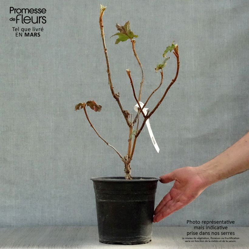 Spécimen de Hydrangea quercifolia Applause - Hortensia à feuilles de chêne tel que livré au printemps