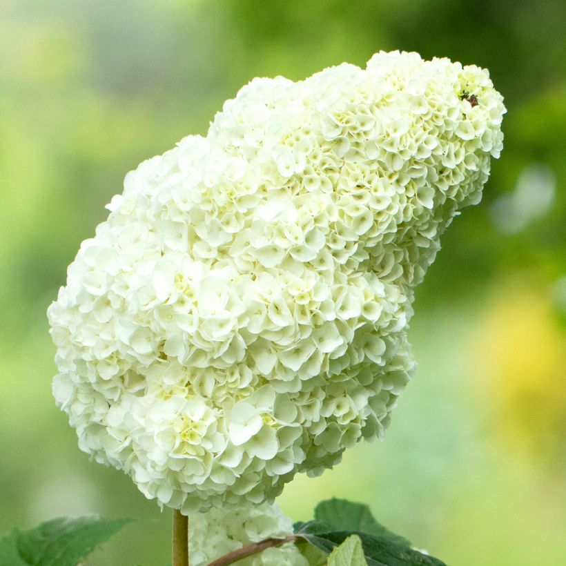 Hydrangea quercifolia Gatsby Moon - Hortensia à feuilles de chêne (Floraison)