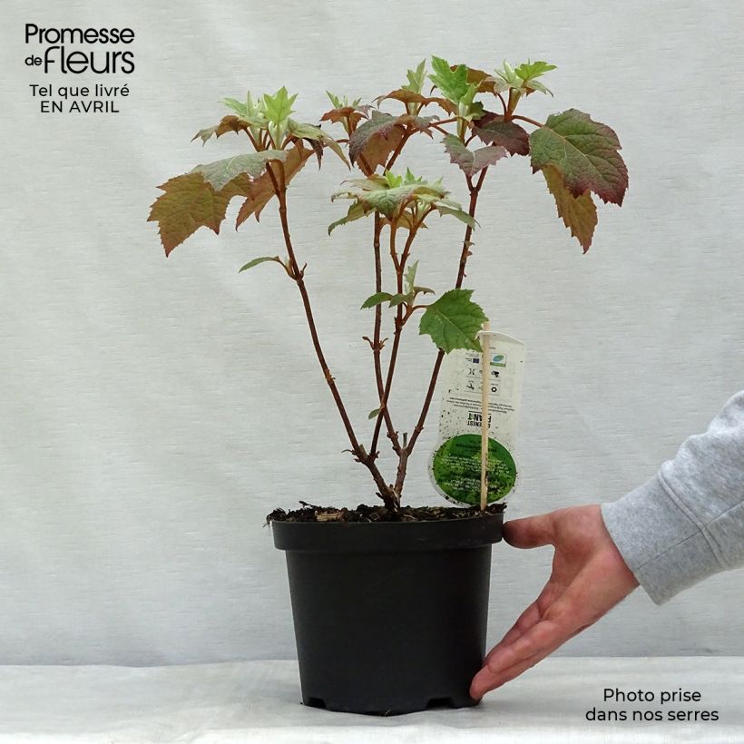 Spécimen de Hydrangea quercifolia Harmony - Hortensia à feuilles de chêne tel que livré au printemps