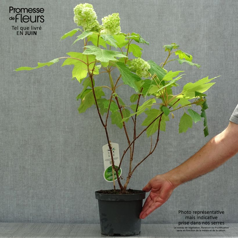Spécimen de Hydrangea quercifolia Harmony - Hortensia à feuilles de chêne Pot de 2L/3L tel que livré en été