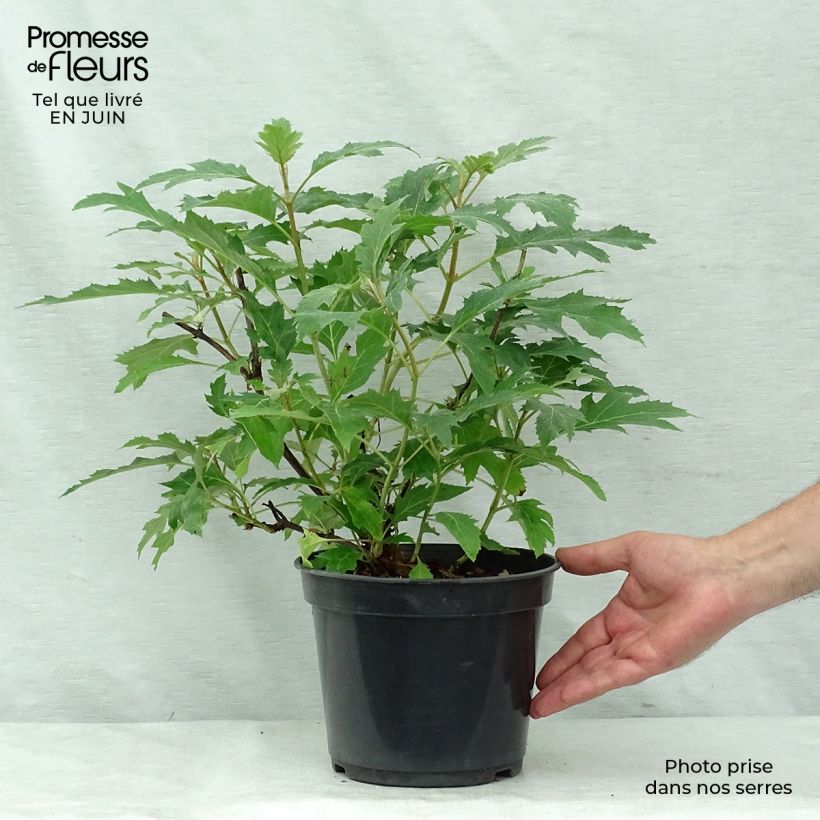 Spécimen de Hydrangea quercifolia Ice Crystal - Hortensia à feuilles de chêne Pot de 4L/5L tel que livré en été