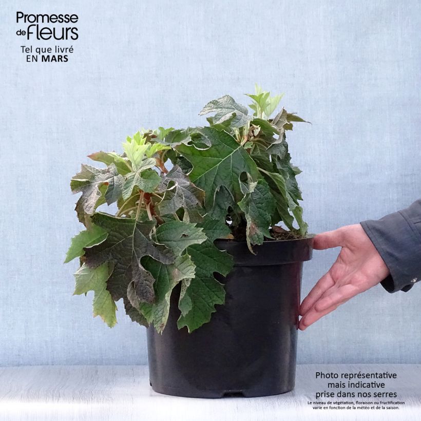 Spécimen de Hydrangea quercifolia Jetstream - Hortensia à feuilles de chêne Pot de 7,5L/10LHauteur livrée env. 30/40cm tel que livré au printemps