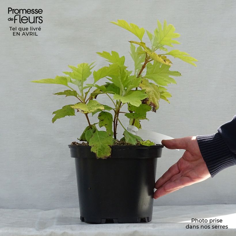 Spécimen de Hydrangea quercifolia Little Honey - Hortensia à feuilles de chêne Pot de 4L/5LHauteur livrée env. 20/30cm tel que livré au printemps