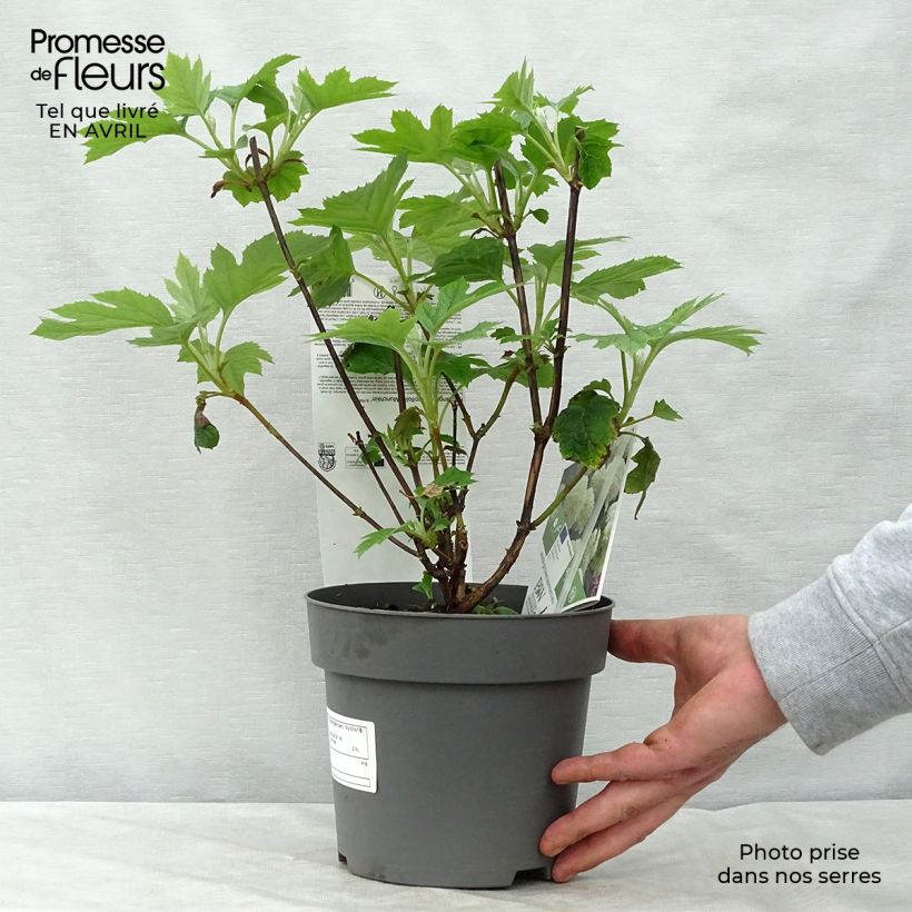 Spécimen de Hydrangea quercifolia Munchkin  - Hortensia à feuilles de chêne Pot de 2L/3LHauteur livrée env. 30/40cm tel que livré au printemps