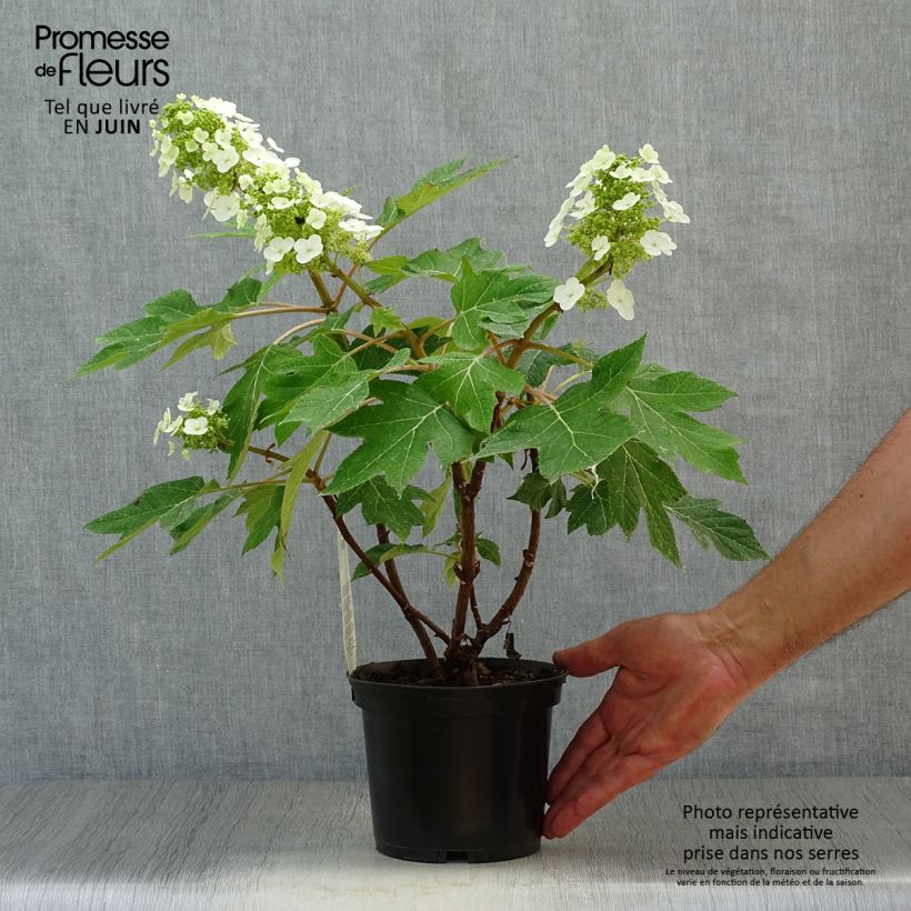 Spécimen de Hydrangea quercifolia Munchkin  - Hortensia à feuilles de chêne Pot de 2L/3L tel que livré en été