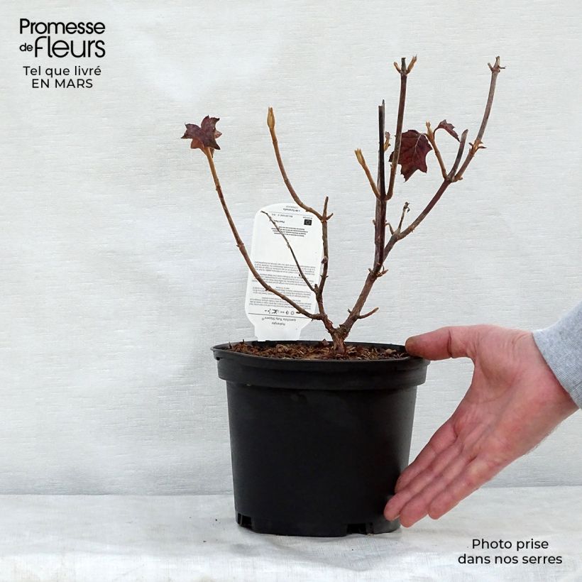 Spécimen de Hydrangea quercifolia Ruby Slippers - Hortensia à feuilles de chêne Pot de 3L/4LHauteur livrée env. 20/30cm tel que livré au printemps