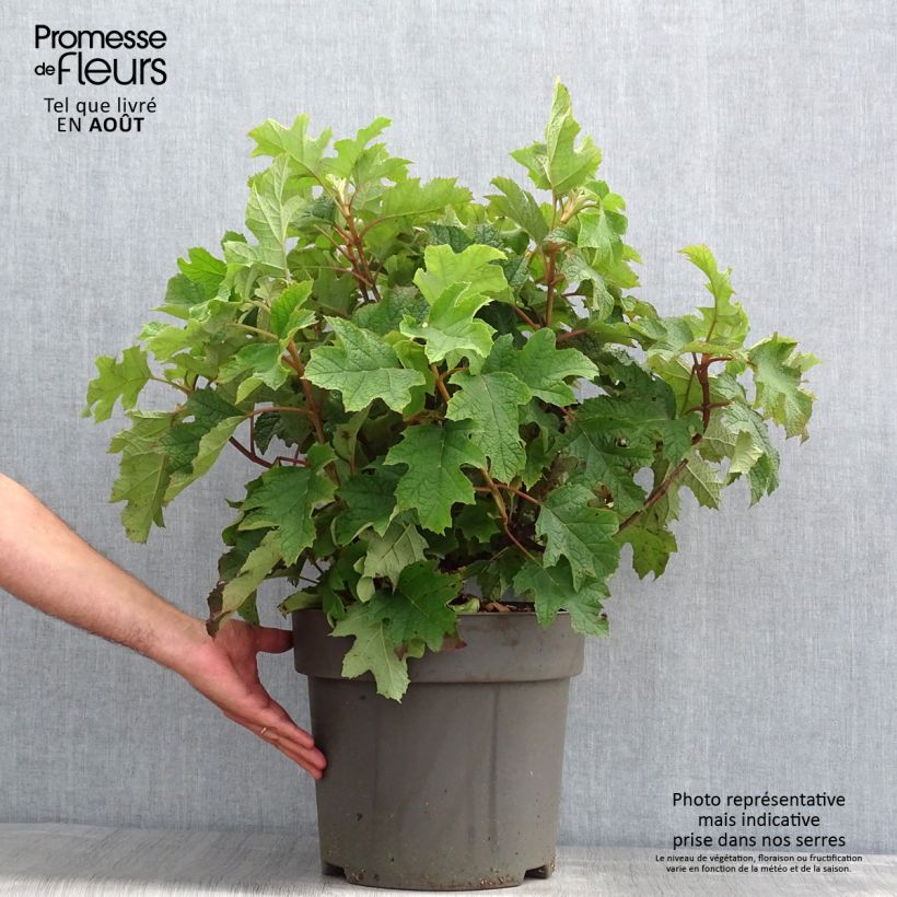 Spécimen de Hydrangea quercifolia Ruby Slippers - Hortensia à feuilles de chêne Pot de 7,5L/10L tel que livré en été
