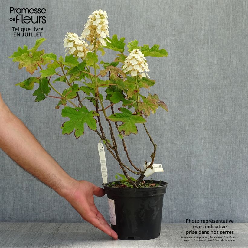 Spécimen de Hydrangea quercifolia Ruby Slippers - Hortensia à feuilles de chêne Pot de 3L/4L tel que livré en été