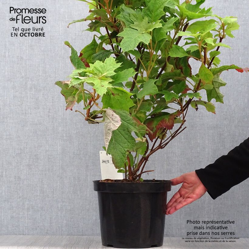 Spécimen de Hydrangea quercifolia Snow Queen - Hortensia à feuilles de chêne Pot de 4L/5L tel que livré en automne